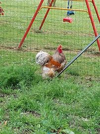 Galli brama di razza