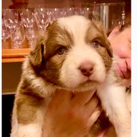 Pastore Australiano Australian Shepherd cuccioli
