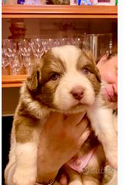Pastore Australiano Australian Shepherd cuccioli