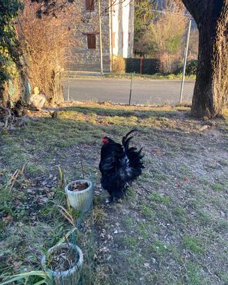 Gallo BRAHMA