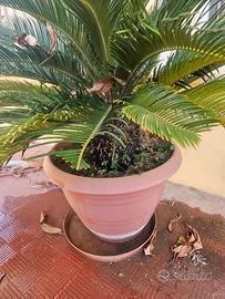 piante per esterno