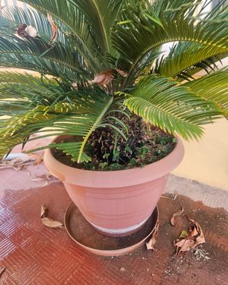 piante per esterno