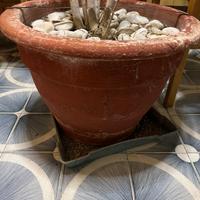 Vasso terracotta