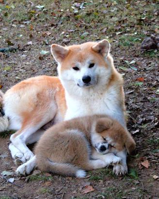 Cuccioli di AKITA Lombardia