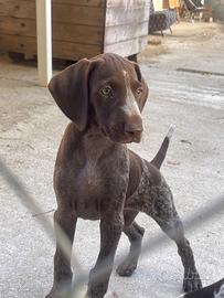 Cuccioli di bracco tedesco a pelo corto( kurzhaar)
