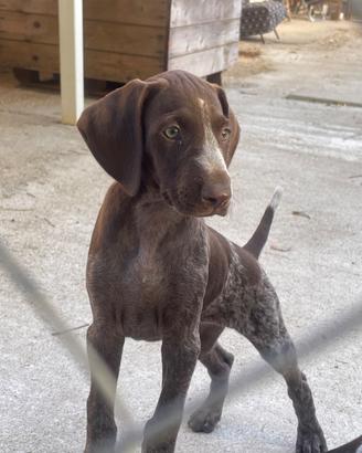 Cuccioli di bracco tedesco a pelo corto( kurzhaar)