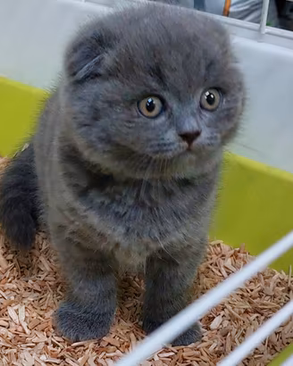 Scottish fold
