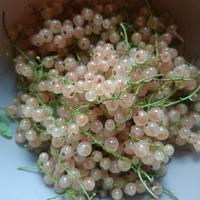 pianta di ribes bianco 