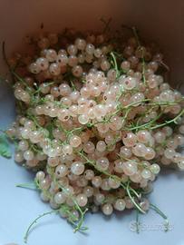 pianta di ribes bianco 