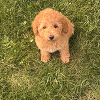 Barboncino Toy disponibile