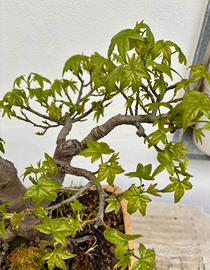 Prebonsai di liquidambar