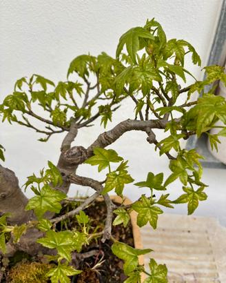 Prebonsai di liquidambar