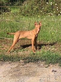 Cirneco dell'Etna cane da caccia al coniglio