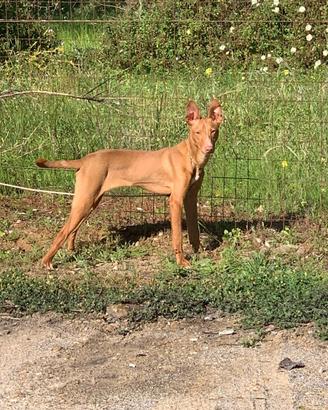Cirneco dell'Etna cane da caccia al coniglio