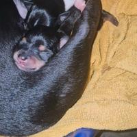 Cuccioli maschietti di ChiPin disponibili