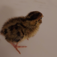 Quaglie