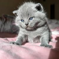 Cuccioli scottish fold blue british shorthair blue