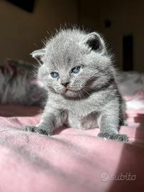 Cuccioli scottish fold blue british shorthair blue