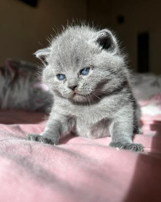 Cuccioli scottish fold blue british shorthair blue