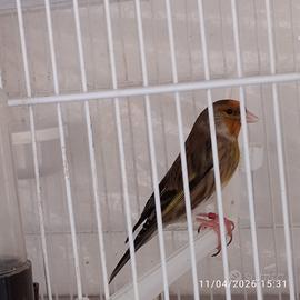 Incardellato maschio 2024