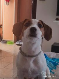 Jack Russell