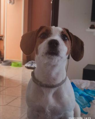 Jack Russell