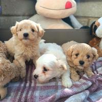 Cuccioli di MALTIPOO