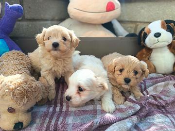 Cuccioli di MALTIPOO
