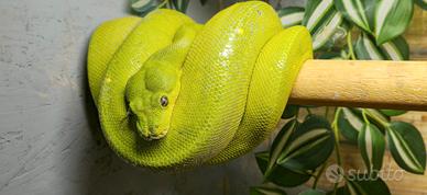 Morelia virisid