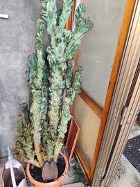 Cactus del genere Cereus 