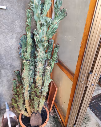 Cactus del genere Cereus 