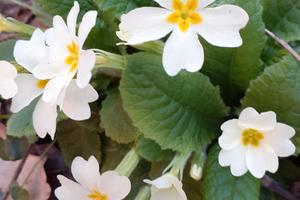 Rustici vicinanze Bedonia