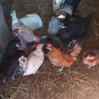 Galline