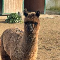 Top alpaca