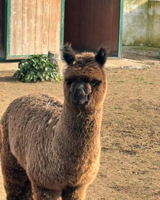 Top alpaca