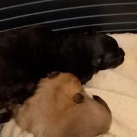6 cuccioli di 30 giorni Spitz Pomeriana