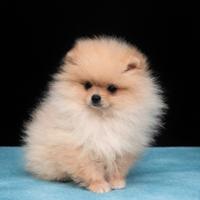 Pomerania maschio