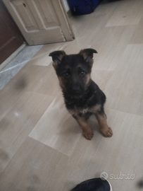 Cucciolo pastore tedesco