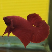 Betta splendens