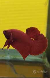 Betta splendens