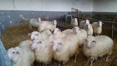 Arieti selezionati 4R