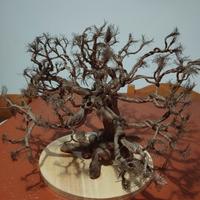 Albero da arredo