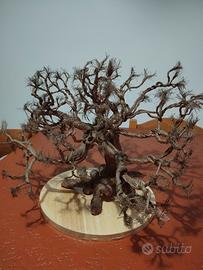 Albero da arredo