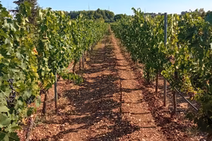 Vigneto