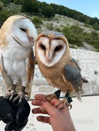 Pulli di barbagianni