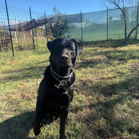 Monta labrador