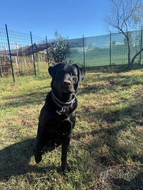 Monta labrador