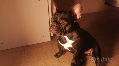 bulldog francese 2 anni 