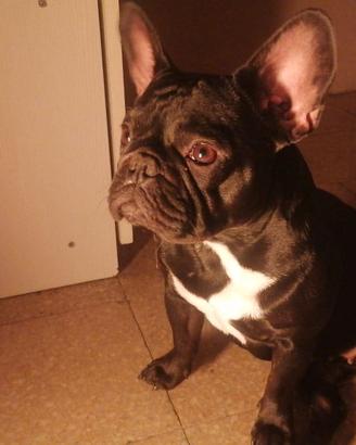 bulldog francese 2 anni 
