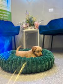 Cucciola Golden Labrador